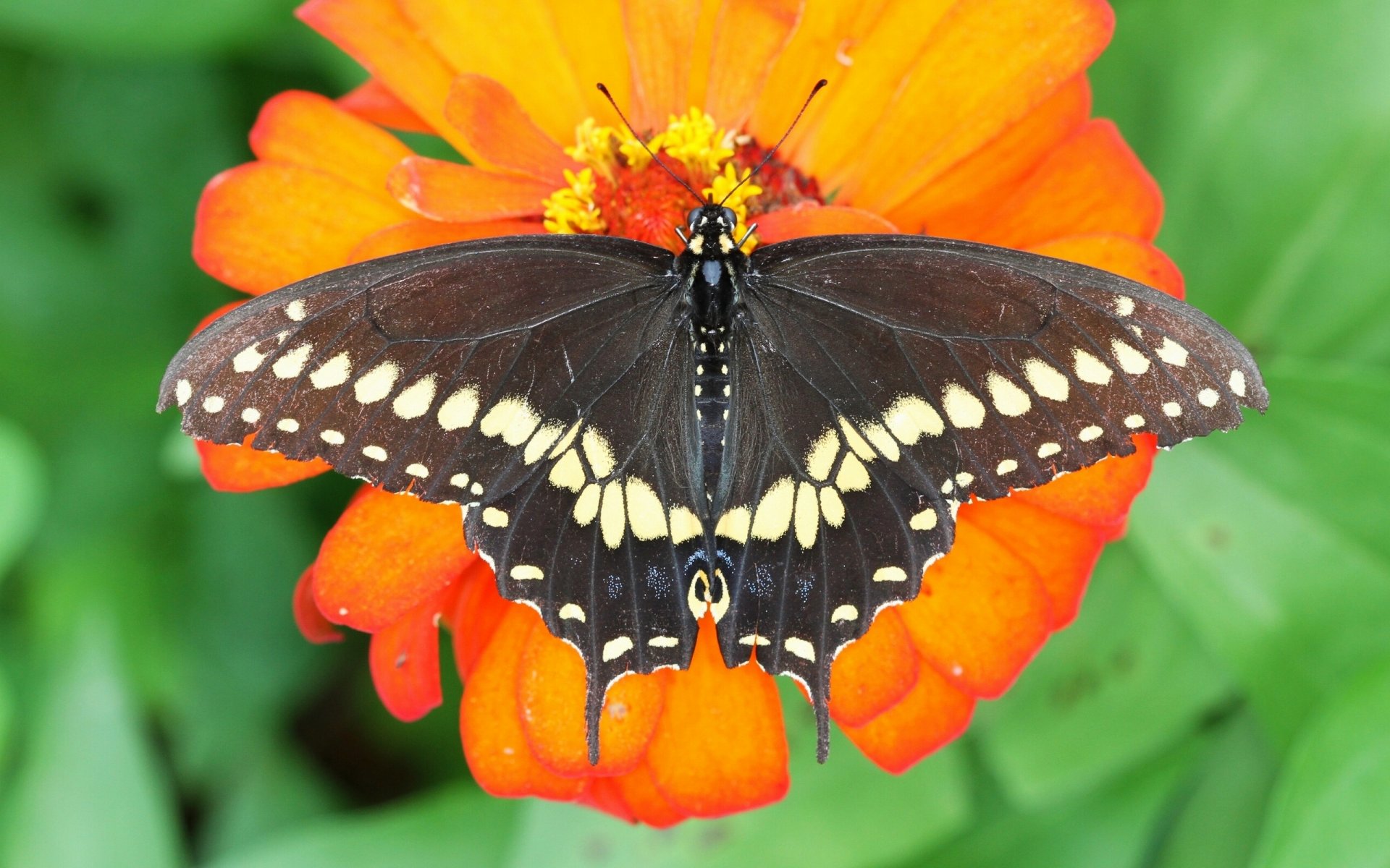 butterfly sailboat polixena flower close up