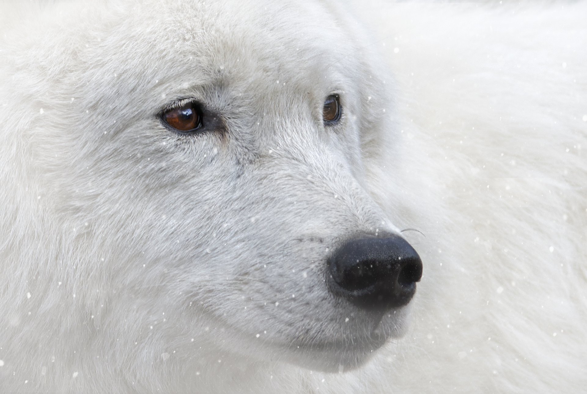 tier weißer wolf braune augen blick schnee