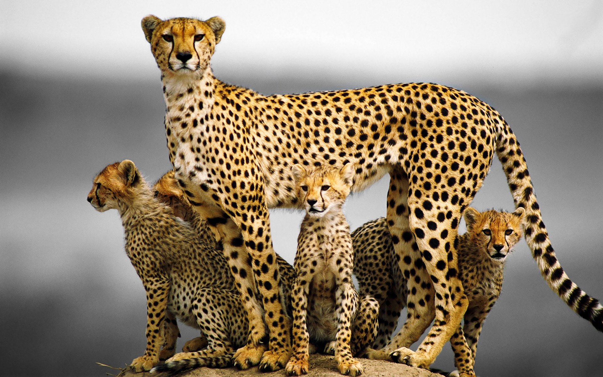 cheetah cat family horse