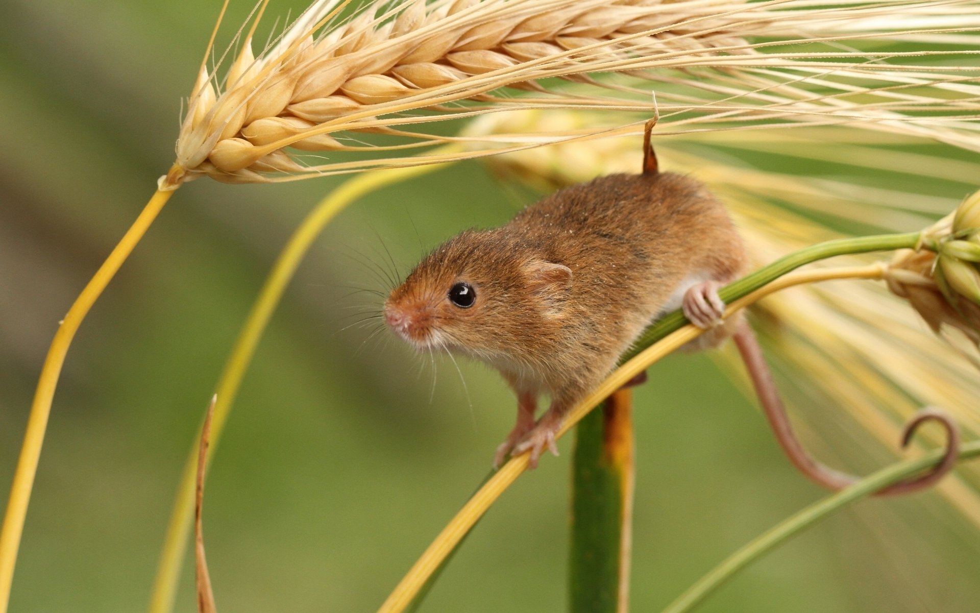 eurasian harvest mouse ears close up