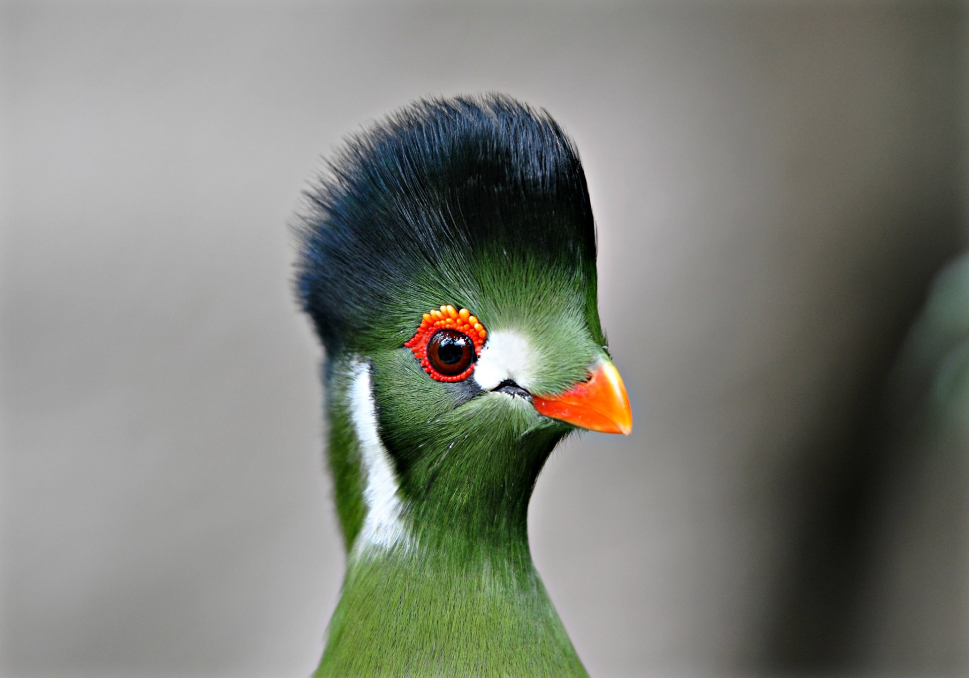 oiseau touraco bec plumes yeux