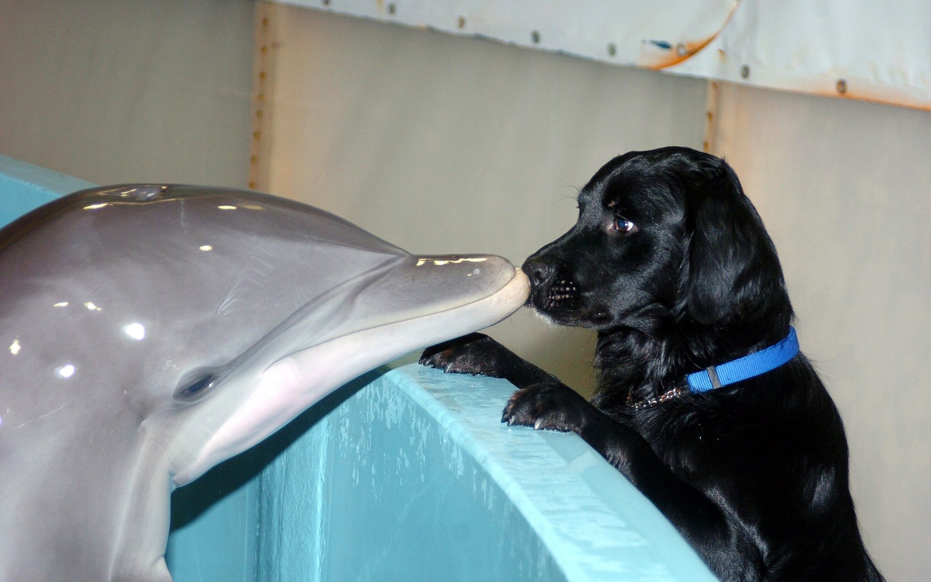 dolphin dog kiss friend