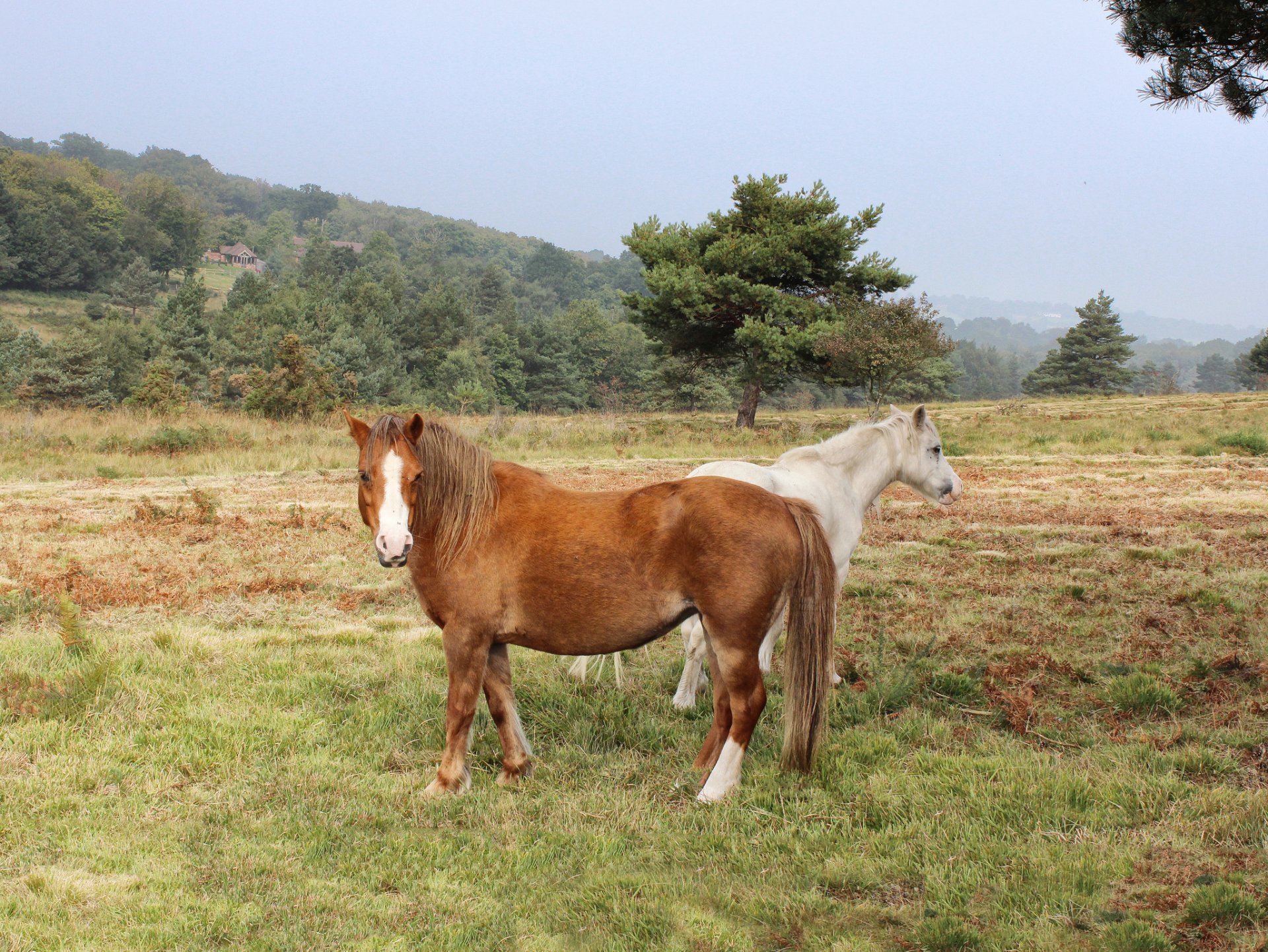 árboles pradera pasto caballos