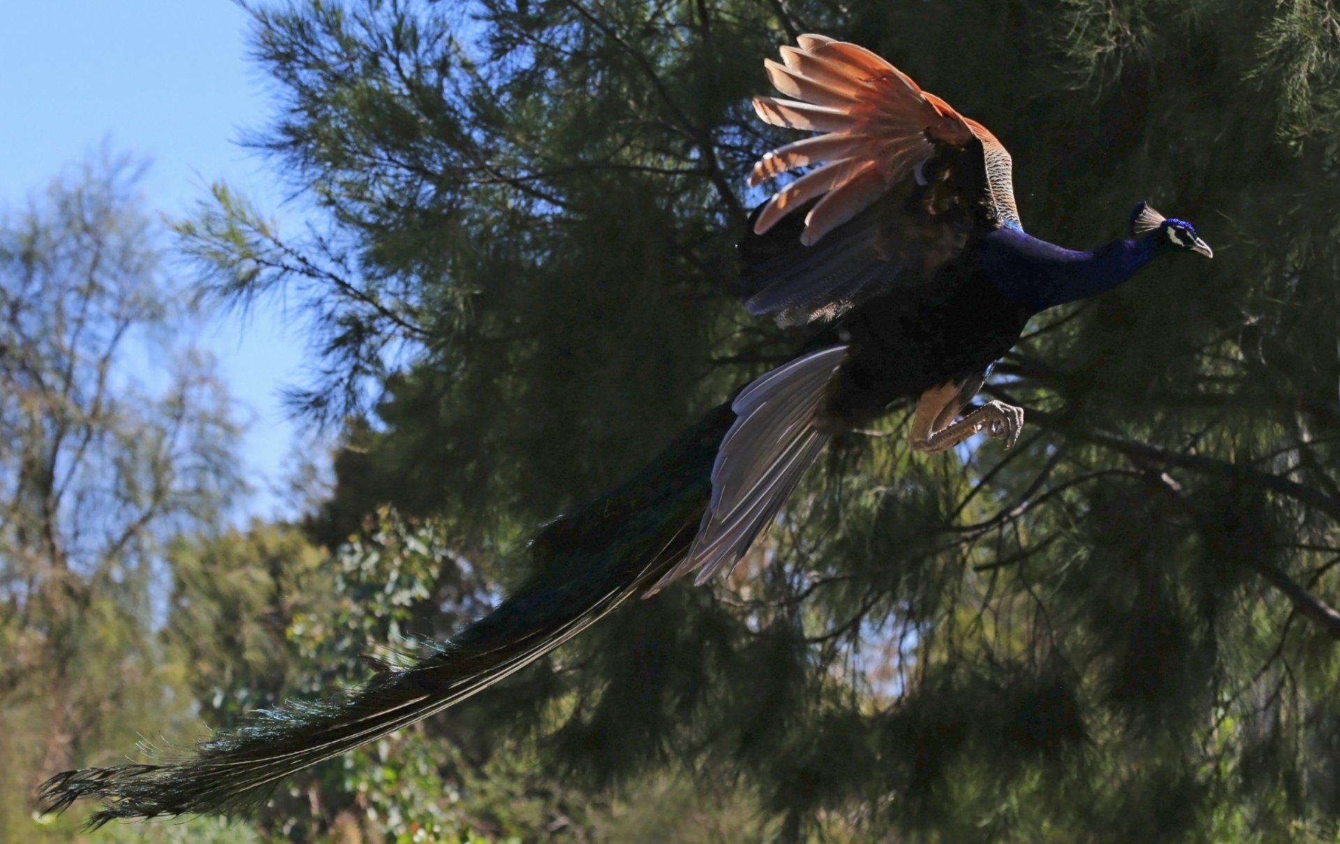 vogel pfau im flug