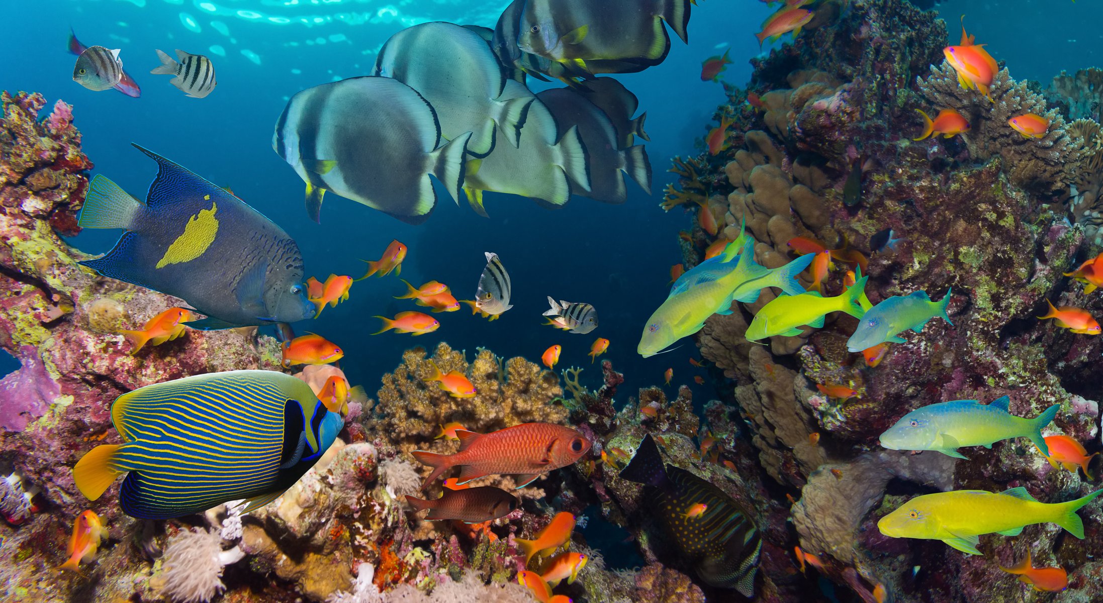 poisson eau mer océan récif de corail sous l eau