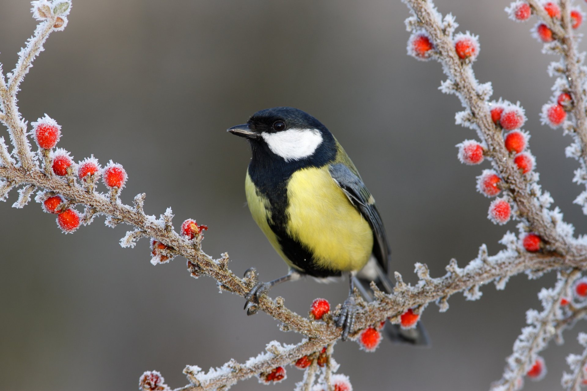 branches berries poultry snow