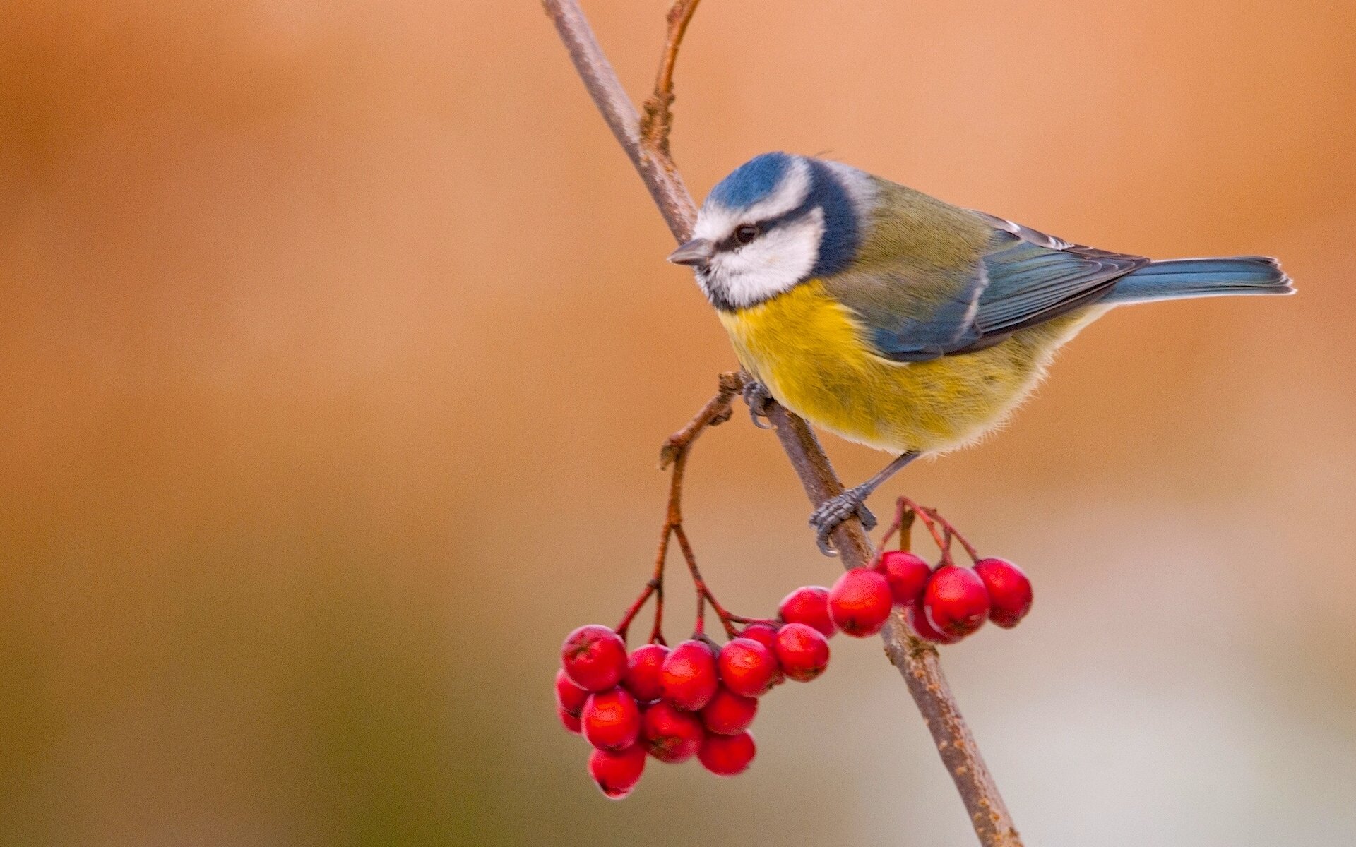 azur oiseau sorbier baies branche