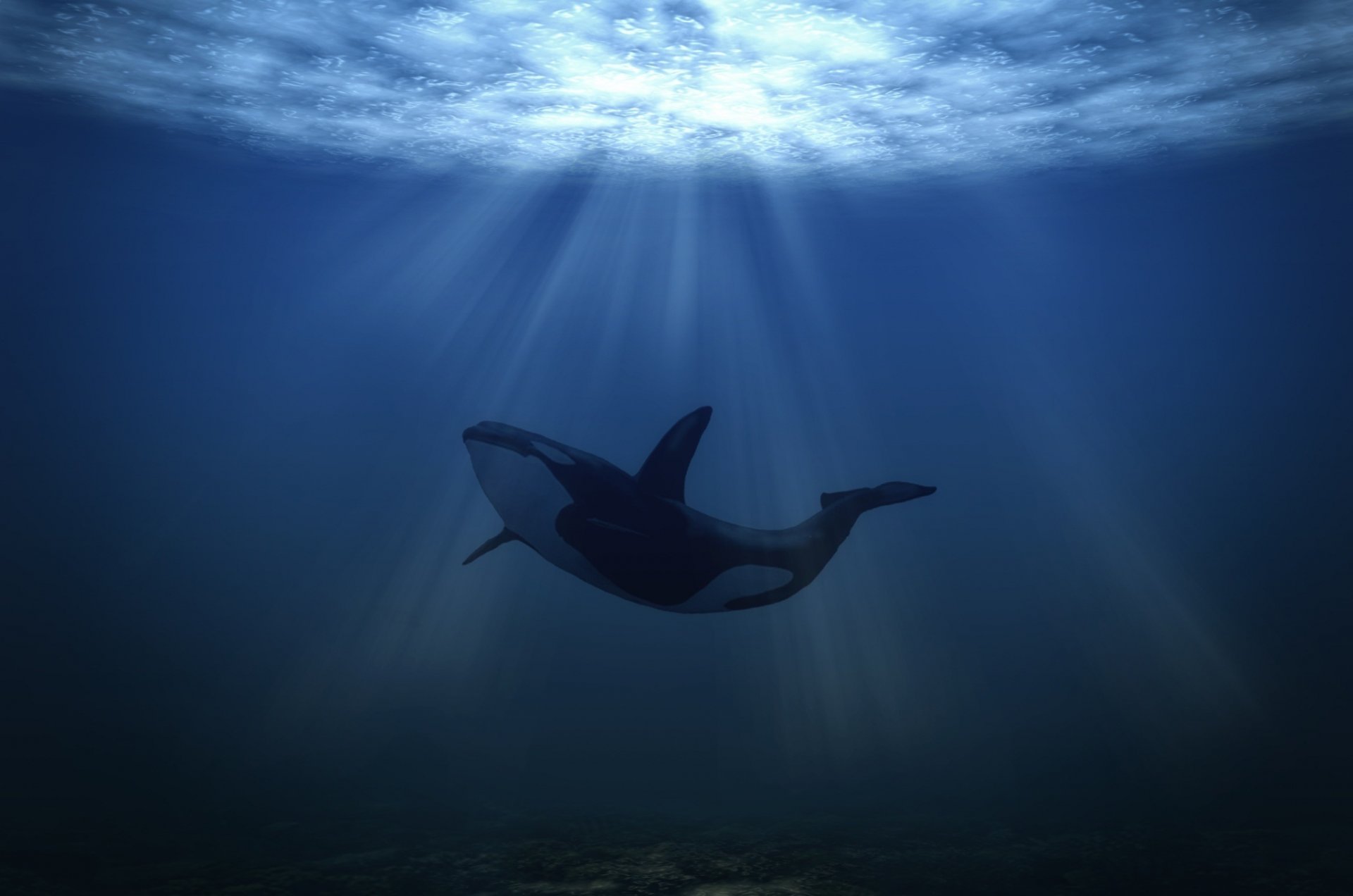 baleine sous l eau monde sous-marin mer orque lumière vol par l eau