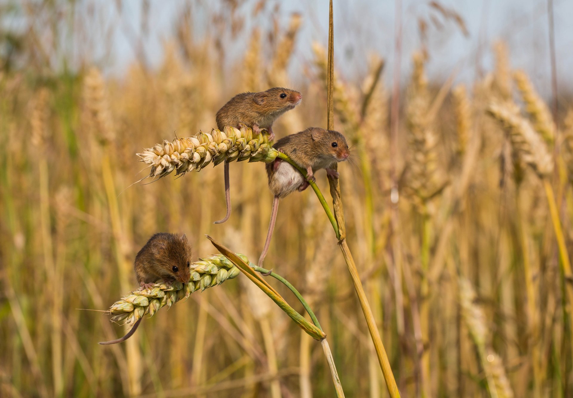 champ épis souris souris campagnols trio