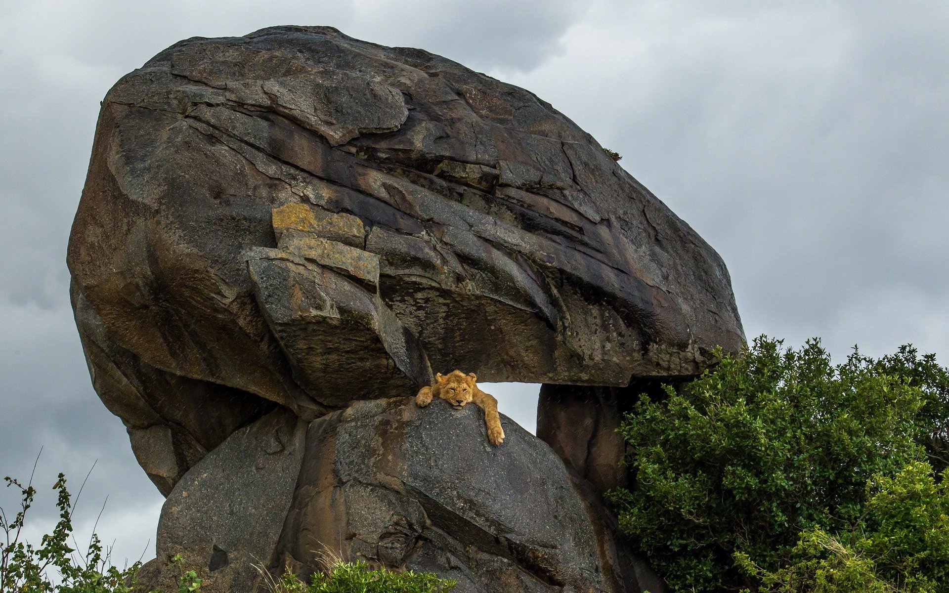 lions afrique grands chats