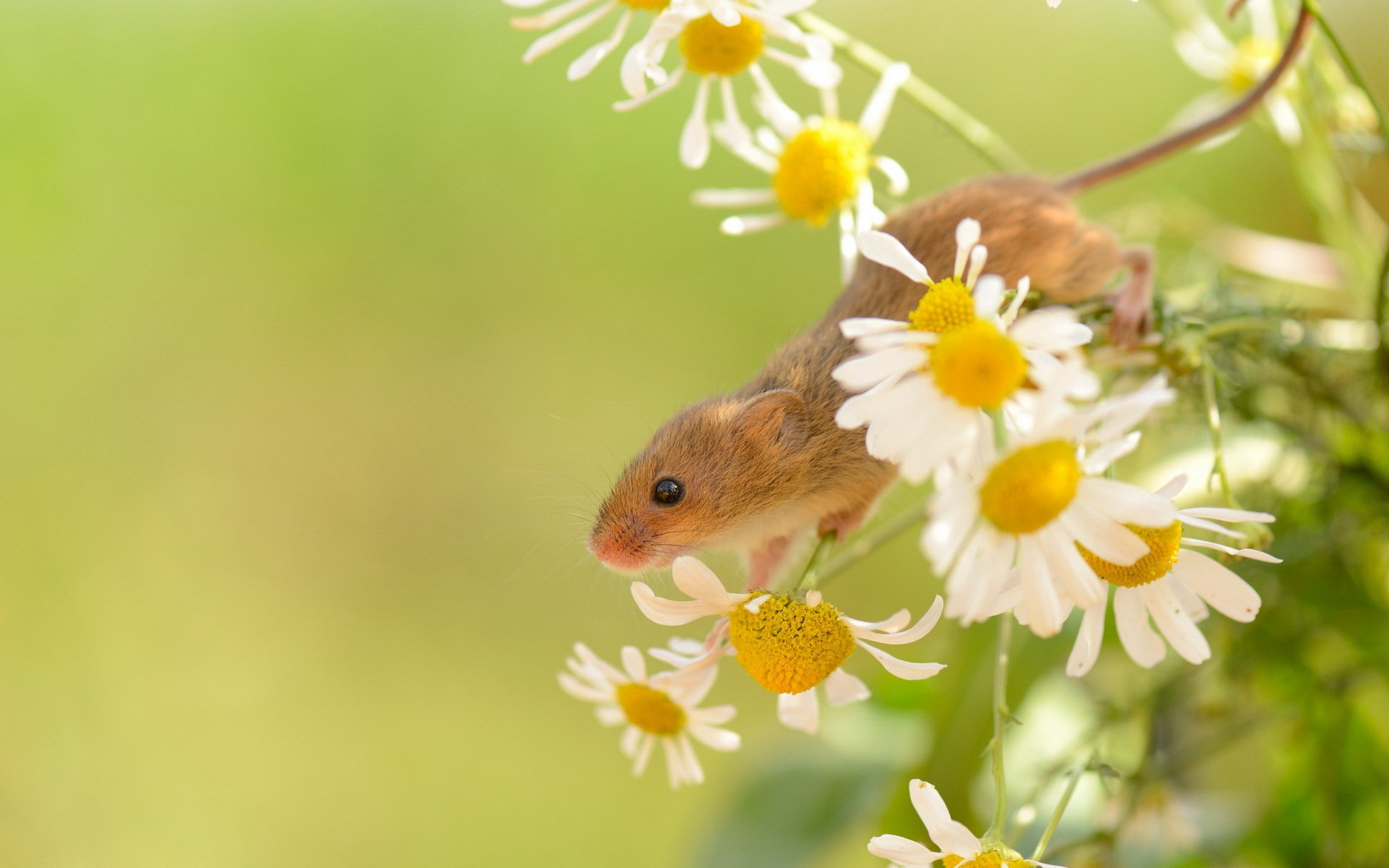 ratón de la vendimia naturaleza verano