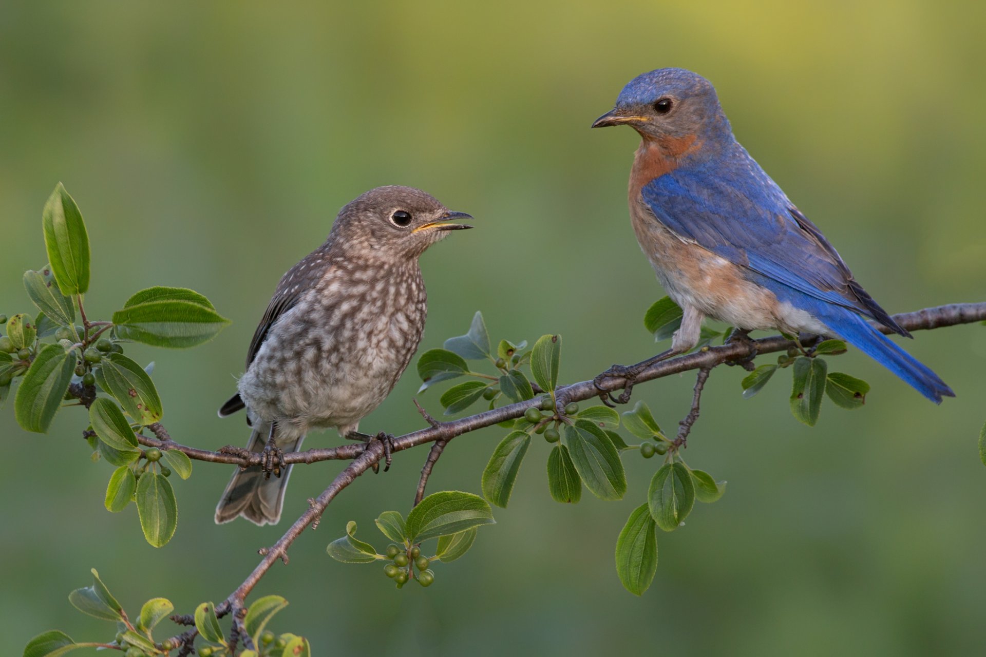 arbre branche feuilles oiseaux poussin oiseaux d azur