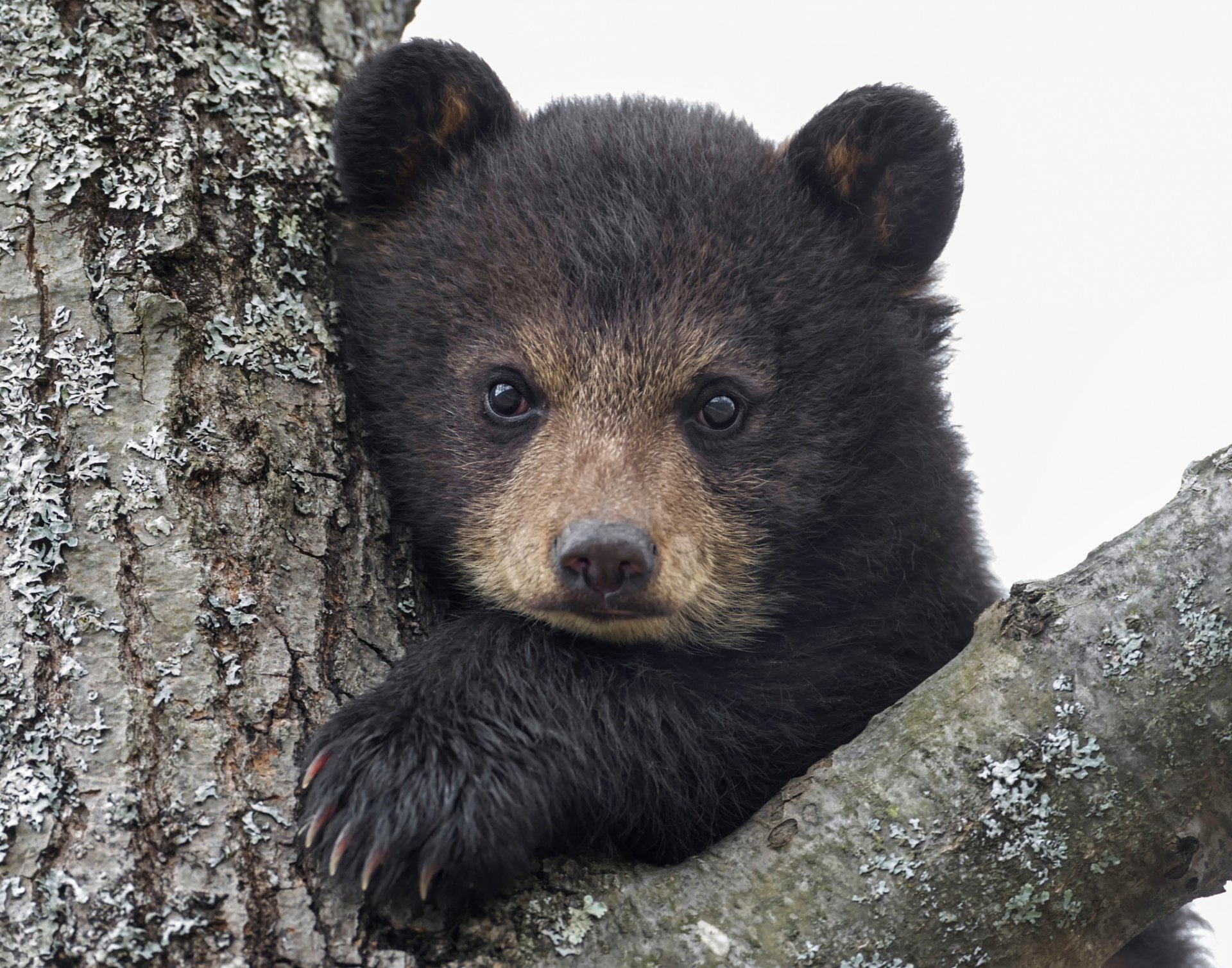 ours bébé regard