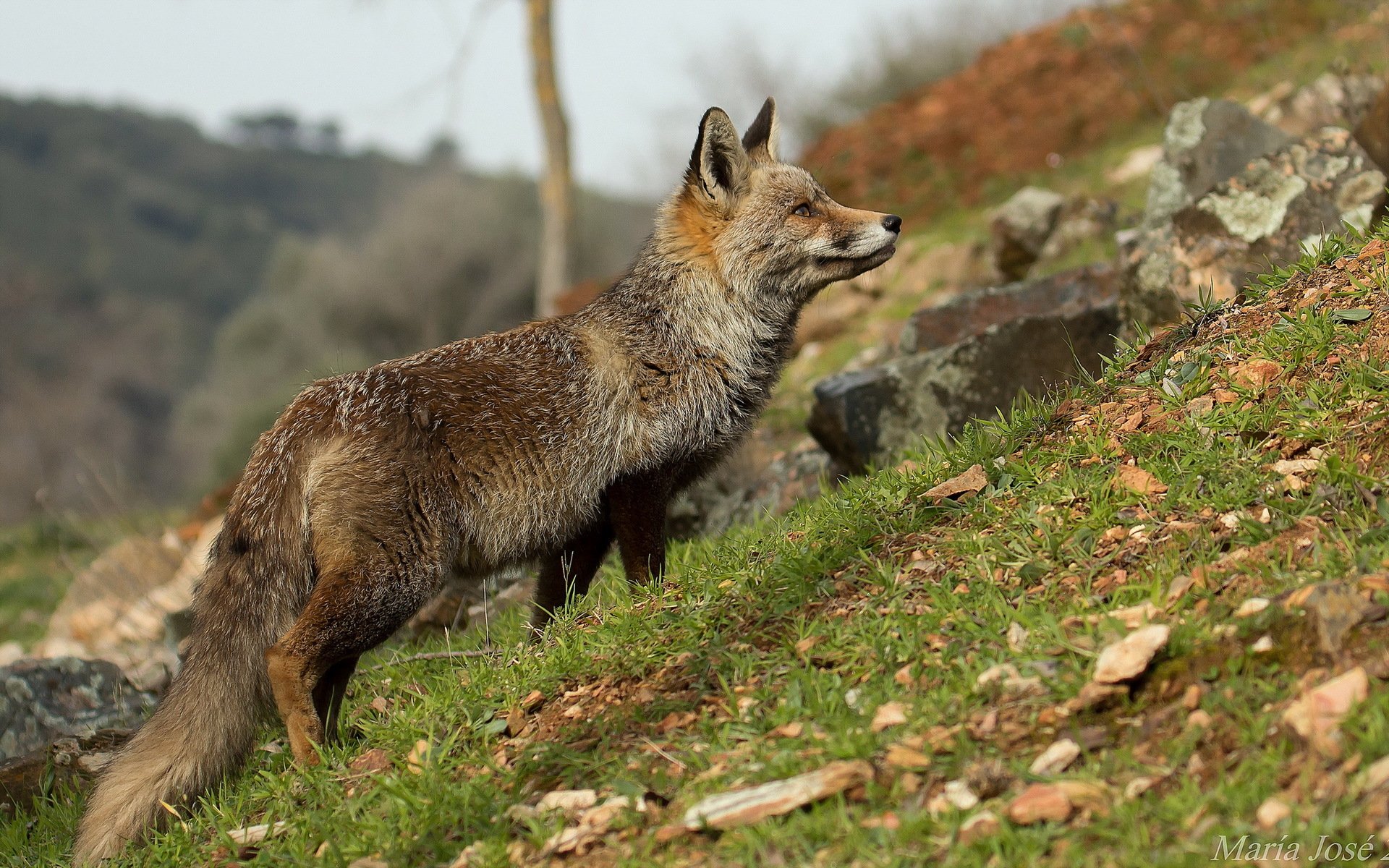 fox nature background