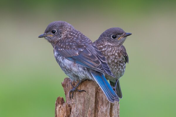 Deux poussins gris sur une branche