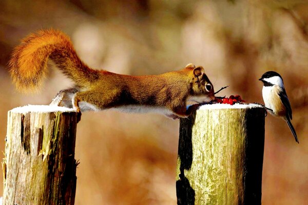 Colazione comune di proteine di cenere di montagna e tit