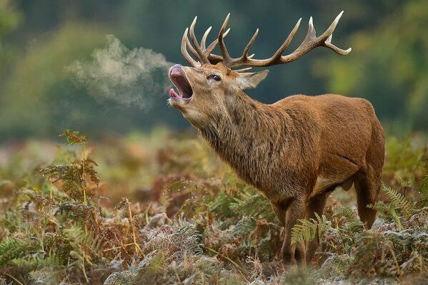 The roar of a deer in autumn in nature