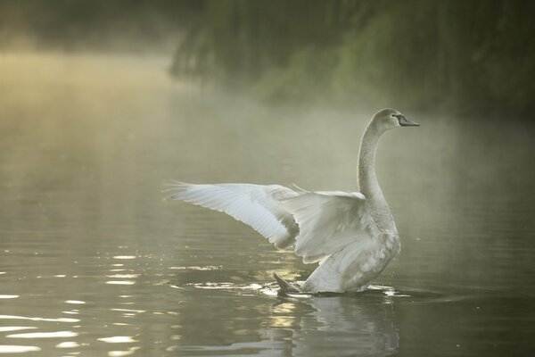 Schöner Schwan am Sommermorgen