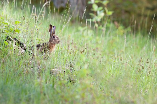 Der Hase hat sich im dichten Gras versteckt