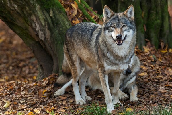 Lobos carnívoros en otoño en el bosque