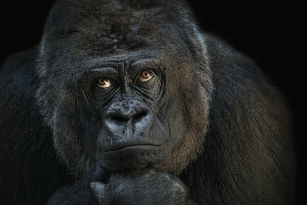 Nachdenklicher Gorilla in Denkerpose