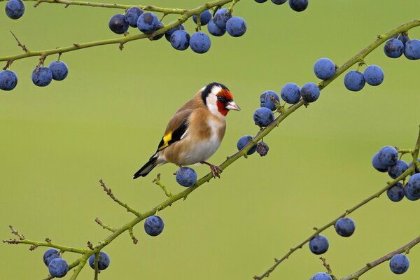 A bird on a branch with blue berries