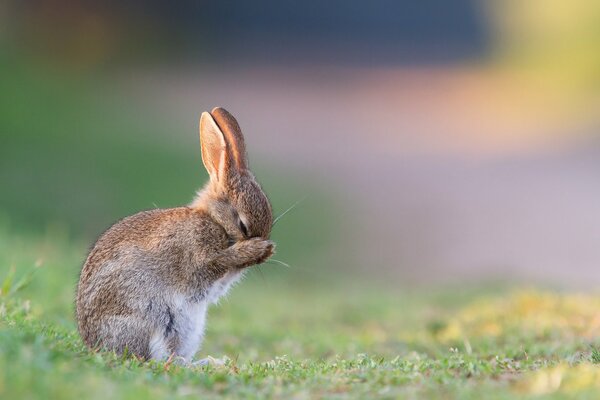 Bunny washes in a forest clearing