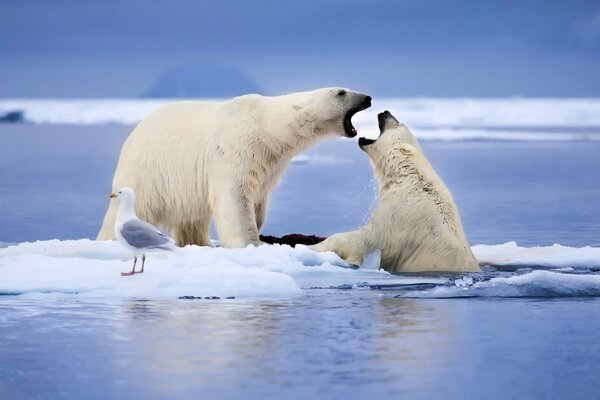 En Norvège, sur la mer, la mouette a observé les ours polaires