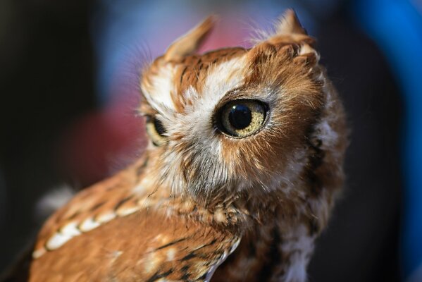 Le hibou a de grands yeux