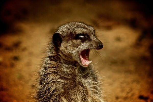 Angry beautiful meerkat growls