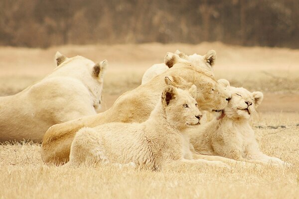 Bandada de leones en la naturaleza