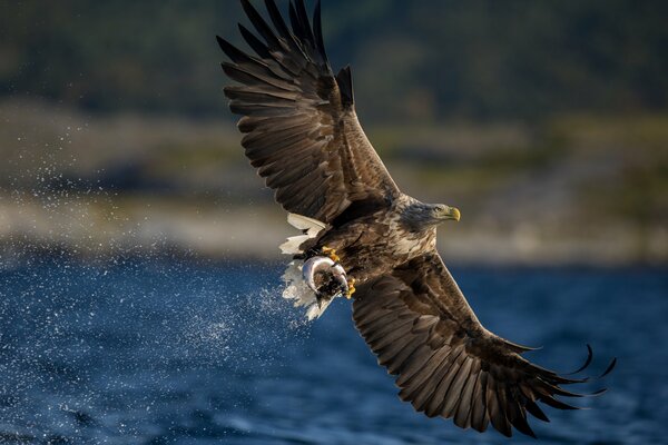 A soaring hawk above the water