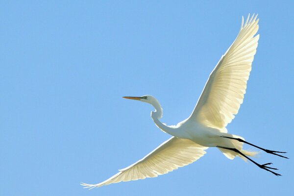 Beautiful white heron in flight