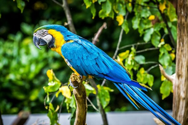 Parrot Macaw bird feathers