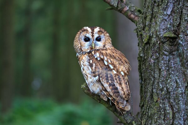 Búho pájaro salvaje en el bosque