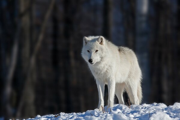 A lone White wolf against the background of dark tree trunks on a bright winter day