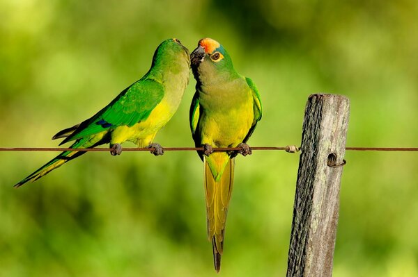 Parrots are kissing. Green parrots on the fence