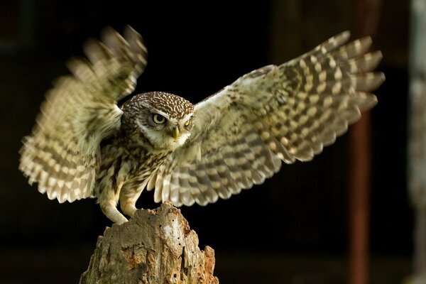 Oiseau hibou assis sur le chanvre, avec des ailes déployées