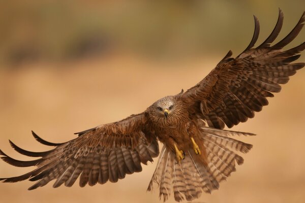 A predatory eagle in flight