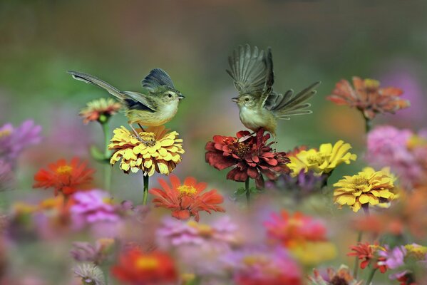 Tapete kleine Vögel tanzen auf Blumen Foto