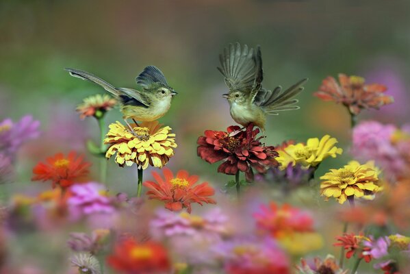 Обои маленькие птички танцуют на цветах Фото