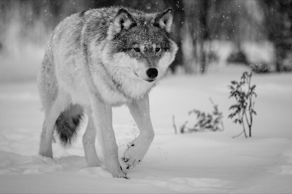 Lobo solitario en el bosque de invierno