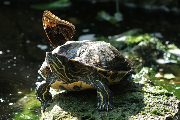 A butterfly perched on a red-eared turtle