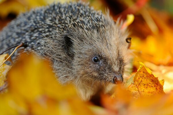 Cute hedgehog in autumn foliage