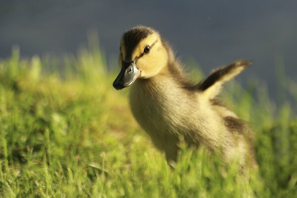 Beautiful baby ducks ❤ ❤