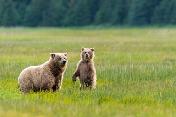 Ein Bär mit einem Bären geht in Alaska spazieren