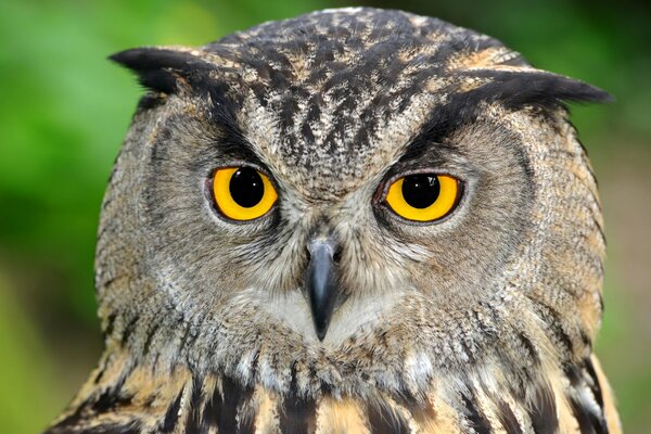 Un regard attentif d un hibou gris