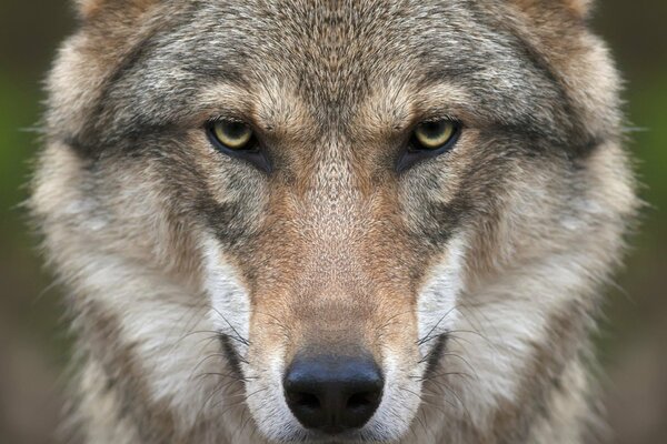 Der Wolf ist ein Raubtier. Scharfer Blick. Die Schnauze des Wolfes