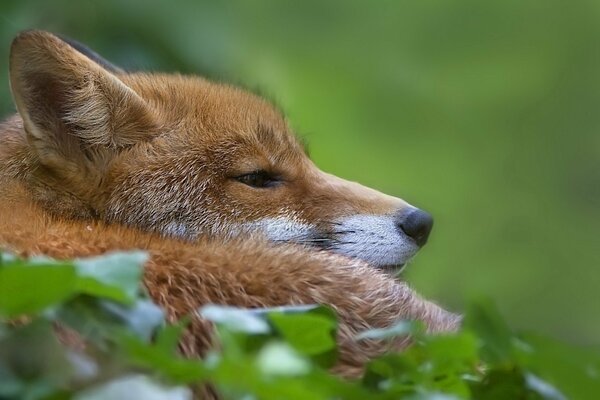 A fox is resting on a green background