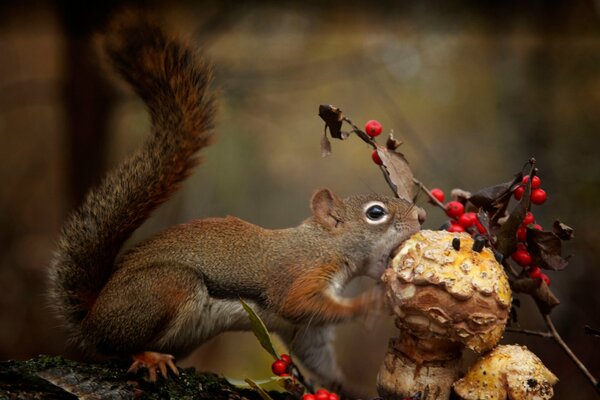 Squirrel bites a huge mushroom